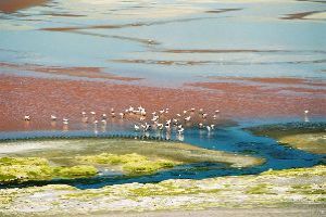 Laguna Colorada