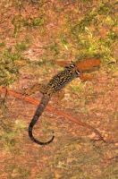 Limoncocha Biological Reserve