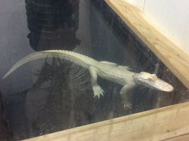 The Creature Conservancy 