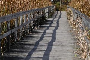 Lynde Shores Conservation Area