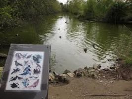 George C. Reifel Migratory Bird Sanctuary