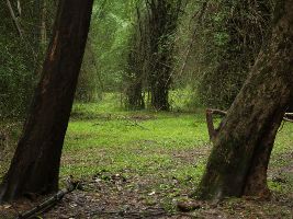 Bamboo Forests