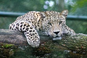 Kuala Lumpur National Zoo