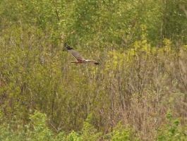 Willington Gravel Pits Nature Reserve 