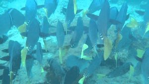 Gulfo Dulce for Snorkeling