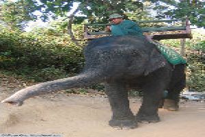 Ride An Elephant