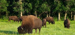 Sullys Hill National Game Preserve