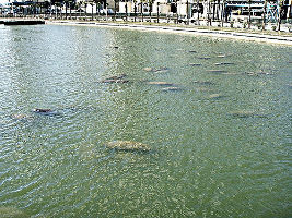 Manatee Viewing Center