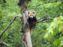 Neora National Park