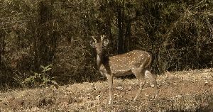 Bandhavgarh National Park 