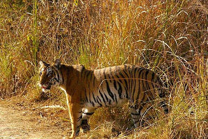 Nainital zoo