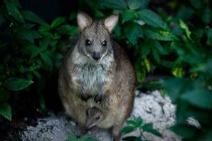 Night Safari Wallaby Trail