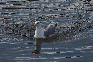 Billy Frank Jr. Nisqually National Wildlife Refuge