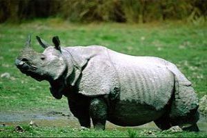 Spot One Horned Rhinos And More at Kaziranga National Park