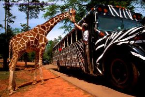 Excursion tour to Wildlife Safari in Georgia