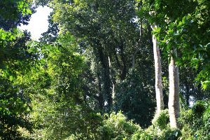 Jokai Botanical Garden 