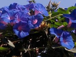 Flower Nurseries
