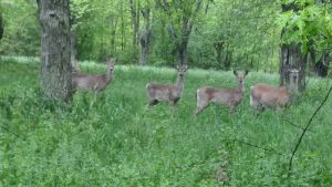 The Upper Canada Migratory Bird Sanctuary 