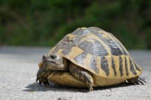 Pindus National Park