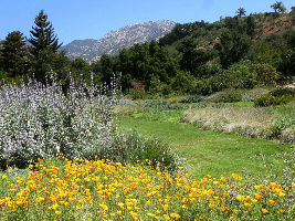 The Santa Barbara Botanic Garden