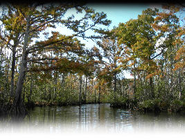 McCoys River and Marsh Tours