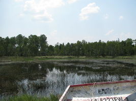 Gulf Coast Gator Ranch & Airboat Swamp Tours
