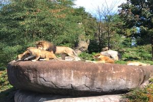 Ree Park Ebeltoft Safari