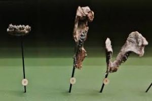 Fukui Prefectural Dinosaur Museum