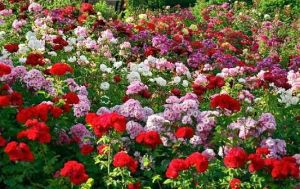zakir hussain rose garden