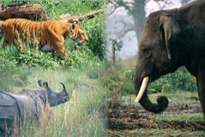 Royal Chitwan National Park