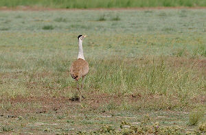 Narnala Wildlife Sanctuary