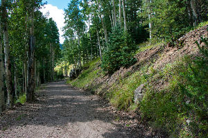 Coconino National Forest 