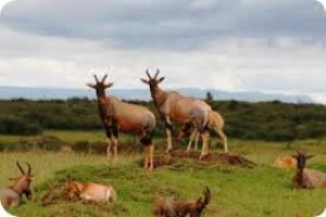 Mwea National Reserve