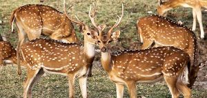 Satparu National Park