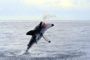 Shark Diving: Fear Versus Excitement