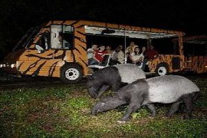 Singapore Zoo Night Safari