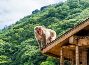 Japan Monkey Park