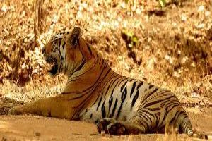 Spot a White Tiger in Sunderban
