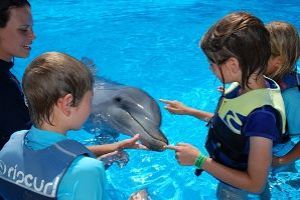 Swimming With The Dolphins