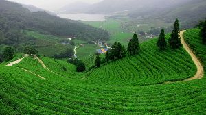 6 Days 5 Nights munnar Tour Package by NANDHANAM HOLIDAYS