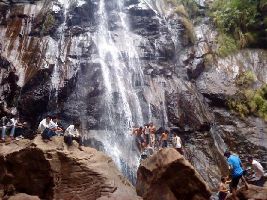 Bee falls