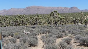  Big Horn Wild West Tours