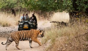 Jeep Safari In Kanha National park