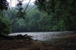 Trip To Deep Jungles