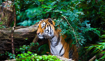 Magical 6 Days Corbett - Delhi to Kausani - Corbett Via Ranikhet Holiday Package