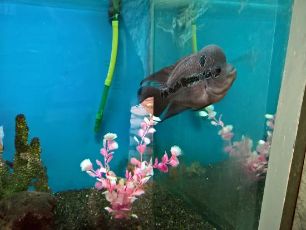 Singapore Malaysia Package 6N7D