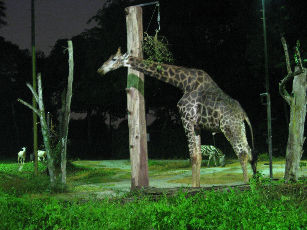 2 Days Singapore Night Safari and Singapore City Tour Vacation Package