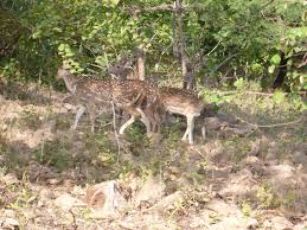 3 Days 2 Nights Arrive Gir National Park Tour Package