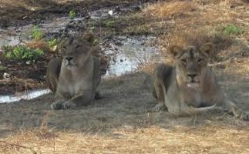 Heart-warming 3 Days 2 Nights arrive gir national park Tour Package