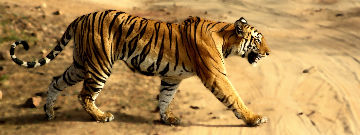Heart-warming 2 Days Tiger Lagoon, Bandhavgarh National Park to bandhavgarh national park Holiday Package
